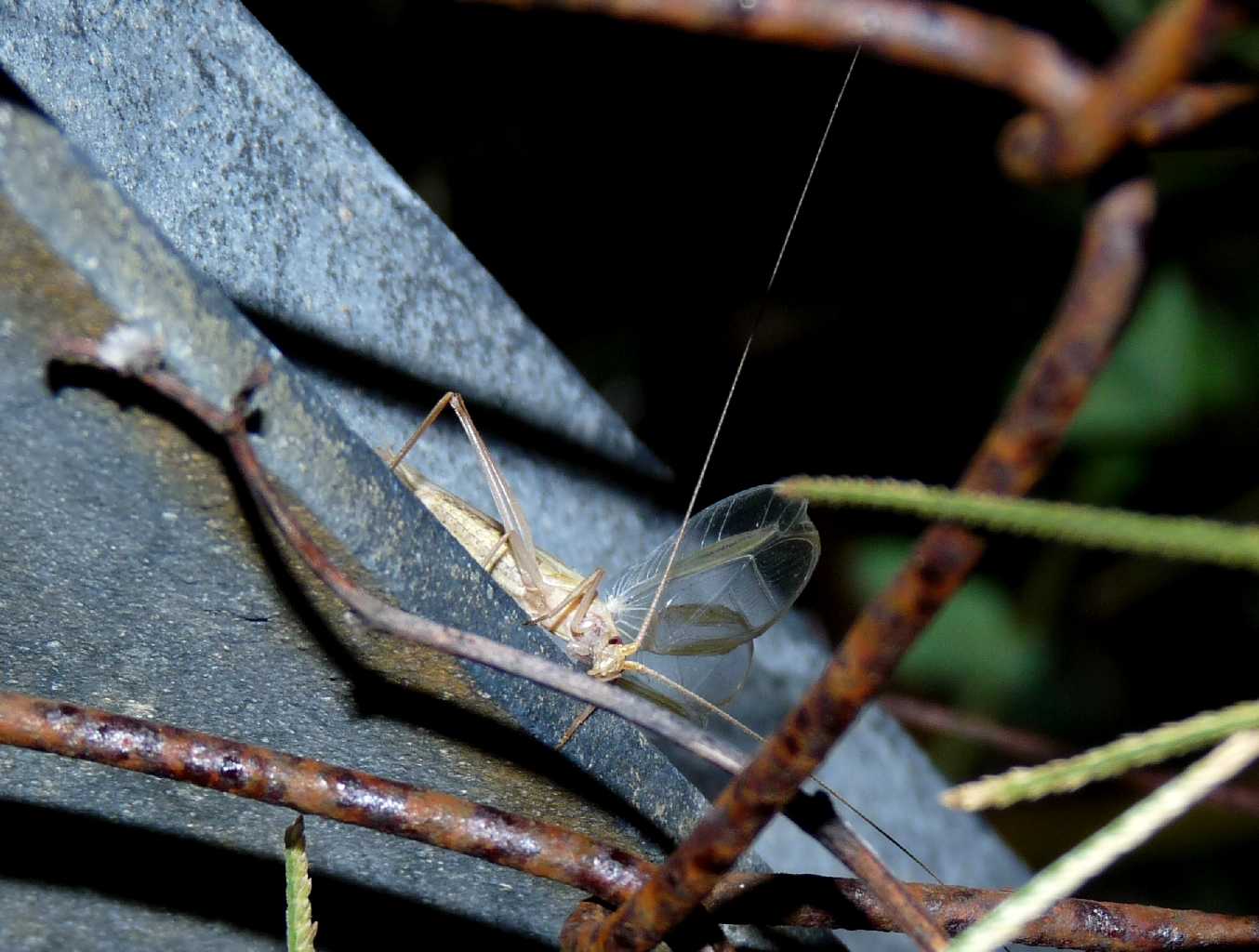 Femmina di Oecanthus sp. - (OT)